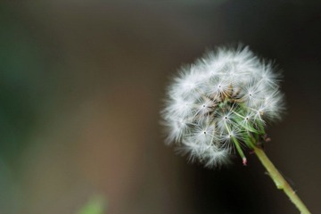 花00005.JPG