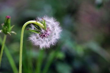 花00006.JPG