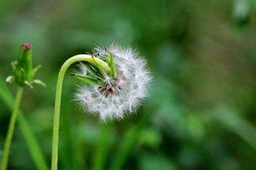 花00007.JPG