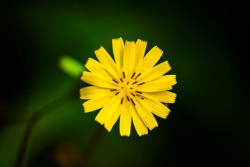 IMG_3687-1.jpg