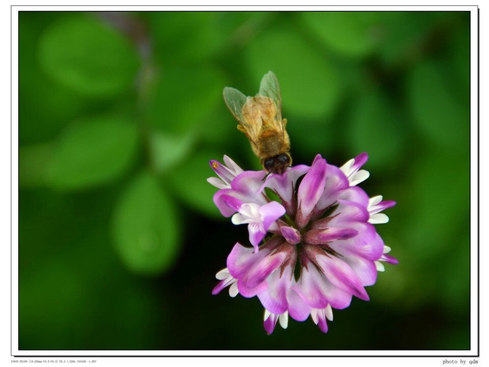 2012-4-15<br />
野花~