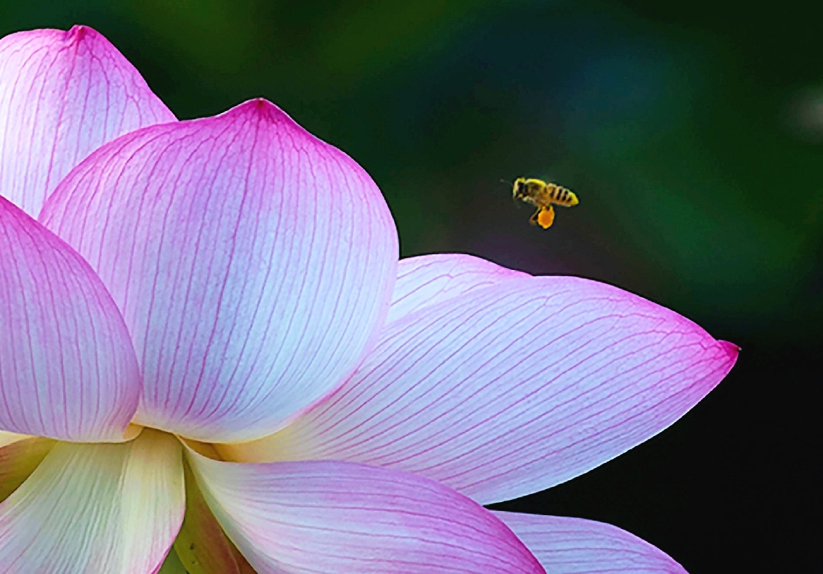 涟涟荷塘给炎热的夏日带来一阵阵沁人心脾的清凉和美丽小生灵们与荷更