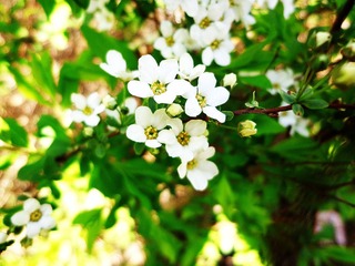Flower.jpg