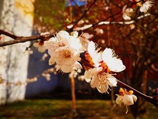 Flower 01.jpg