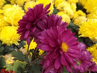 菊花展赏菊。.jpg