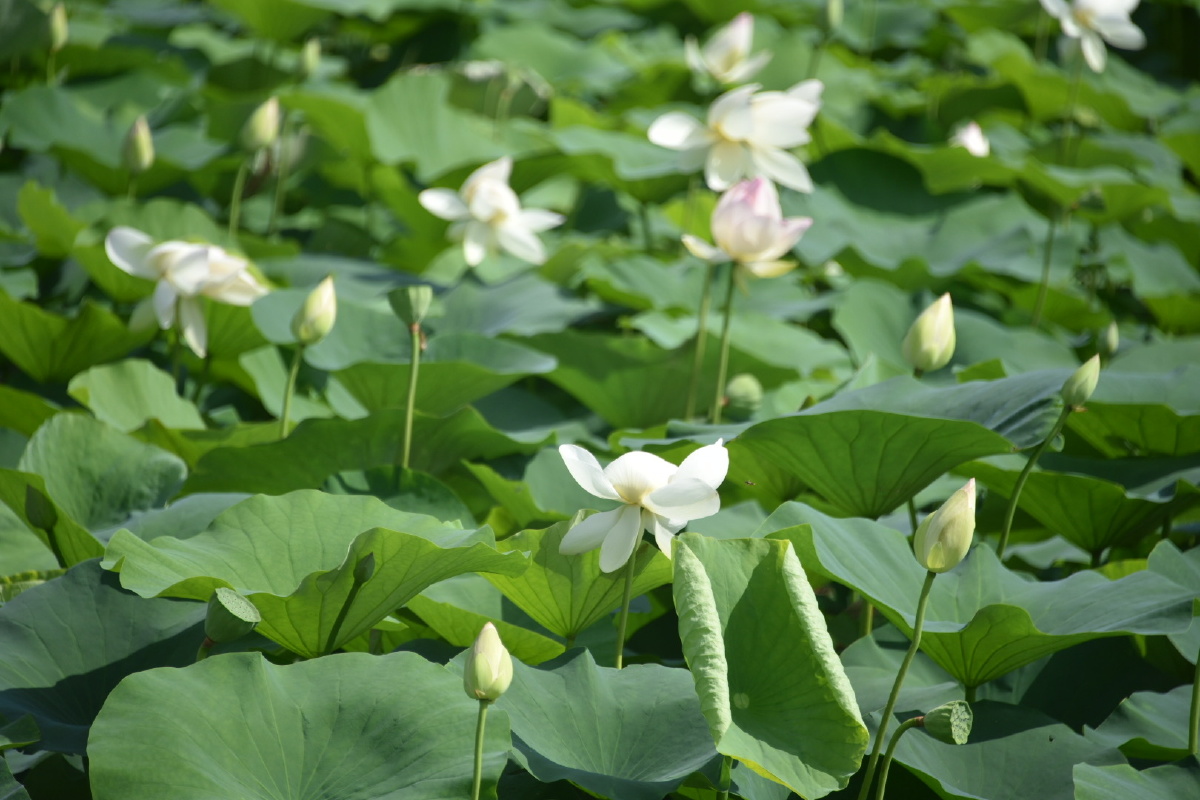北京蟹岛垂钓园的一片白荷花2021夏