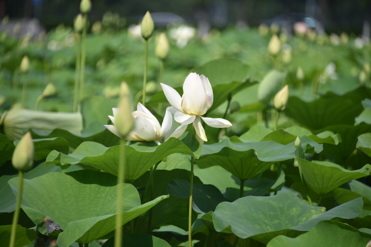 北京蟹岛垂钓园的一片白荷花2021夏