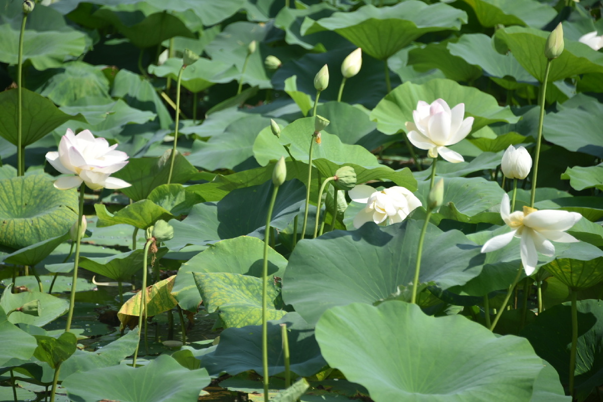 北京蟹岛垂钓园的一片白荷花2021夏