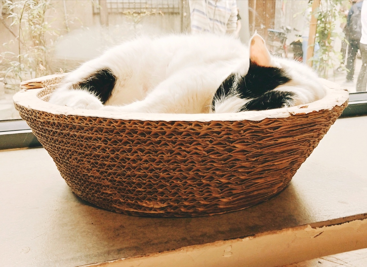 伟德国际懒喵app