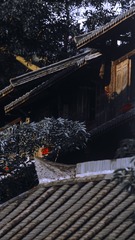 76207