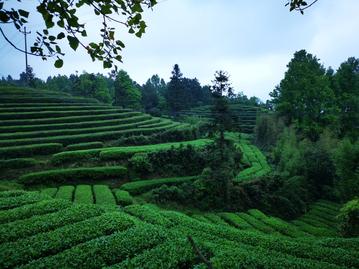茶山竹海这次是茶山