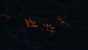 C4D6D379-660D-4B1E-BE58-D7F84ECFC2FF/L0/001