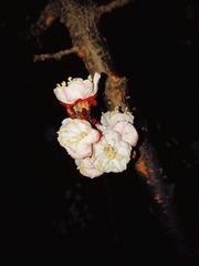 57
