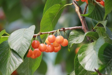 IMG_0116.JPG