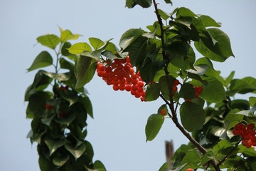 IMG_0118.JPG