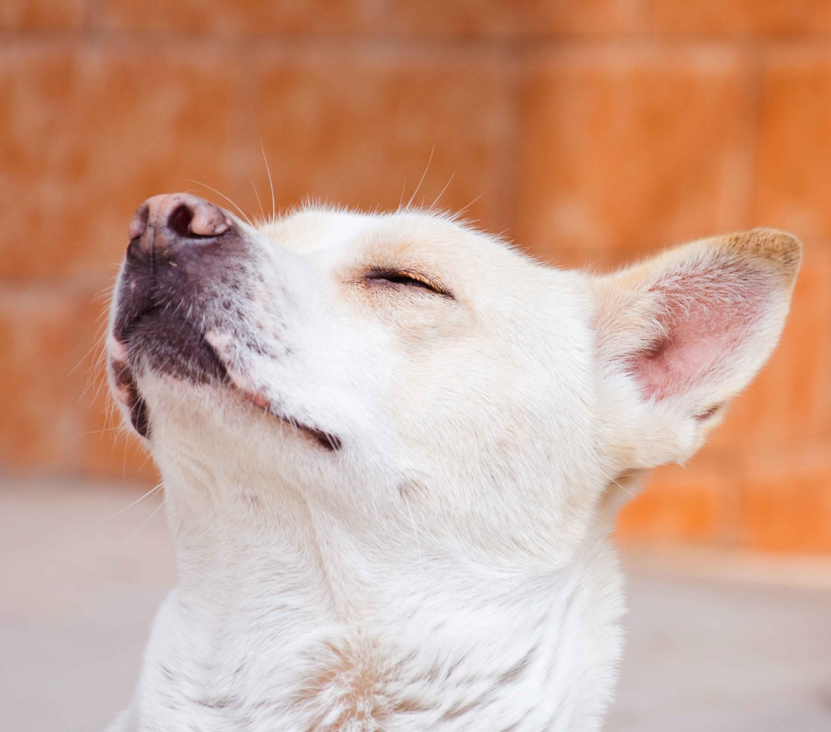 家有二狗,快乐无忧