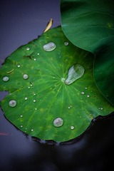 IMG_0785.jpg