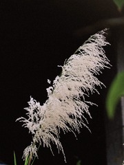 C0A66EF0-7555-4D5A-9652-DE2A9F29D77D/L0/001