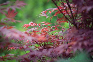 IMG_0029-1.jpg