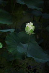 IMG_1845.jpg