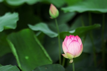 IMG_1850.jpg