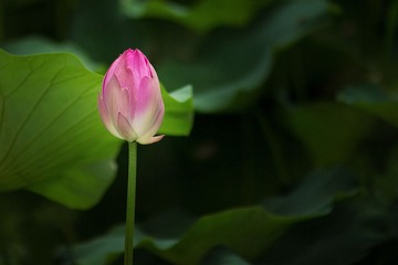 IMG_1866.jpg