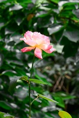 D361CD16-2672-4C8E-8BE7-76D55A4C9A8F/L0/001