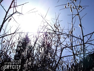 DSCF4589.jpg