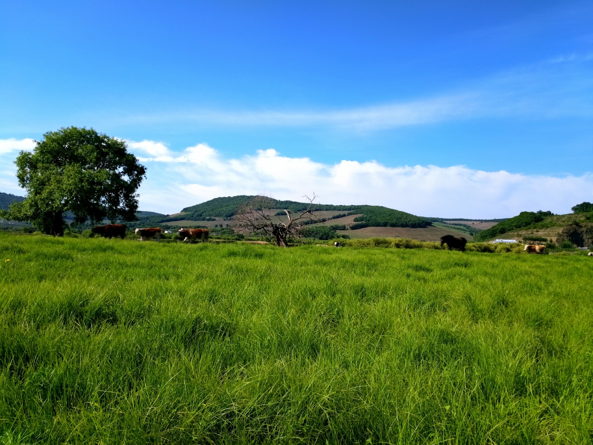 风光 长白山 湿地
