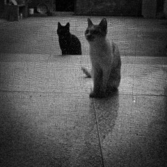 我和它躲开猫猫