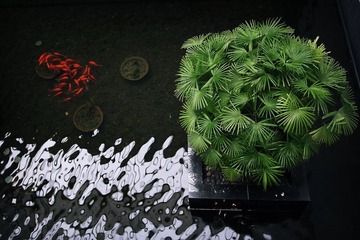 鱼儿的心事，绿知，水知