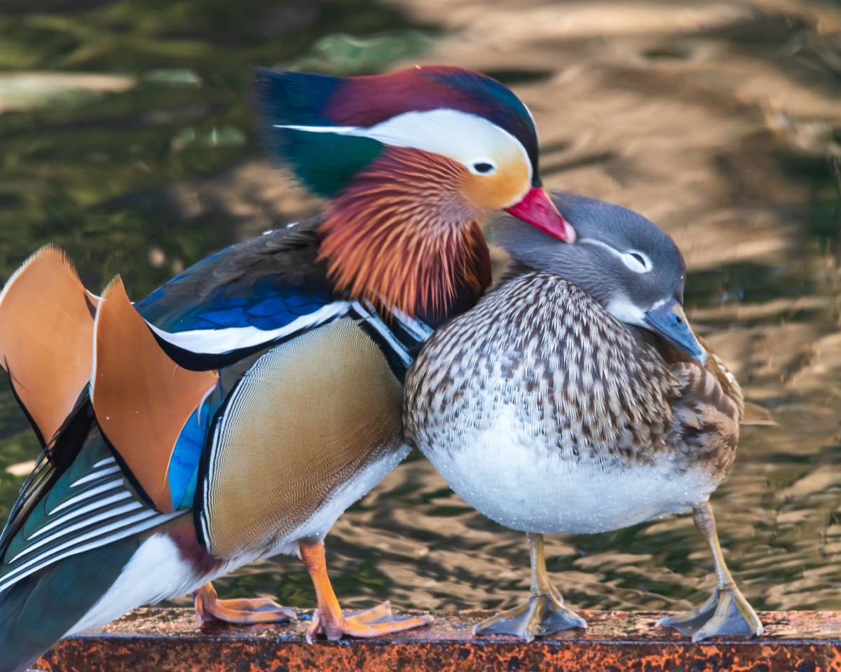 冬日北海公园秀恩爱的鸳鸯