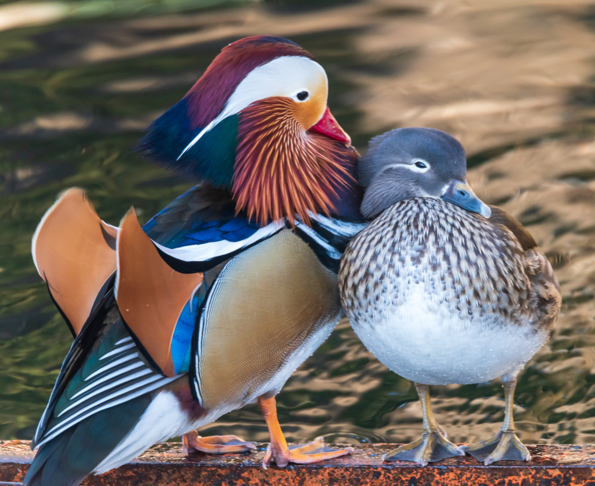 冬日北海公园秀恩爱的鸳鸯
