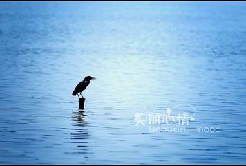水鸟1.jpg