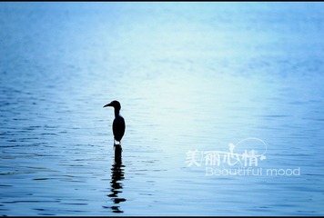 水鸟2.jpg