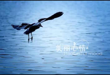水鸟5.jpg