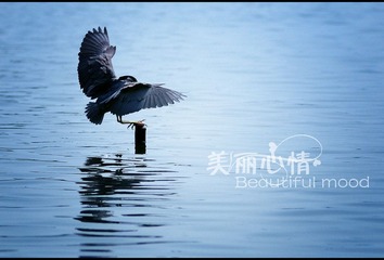 水鸟7.jpg