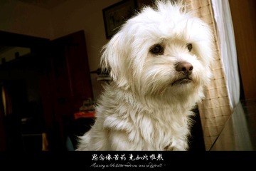 思念