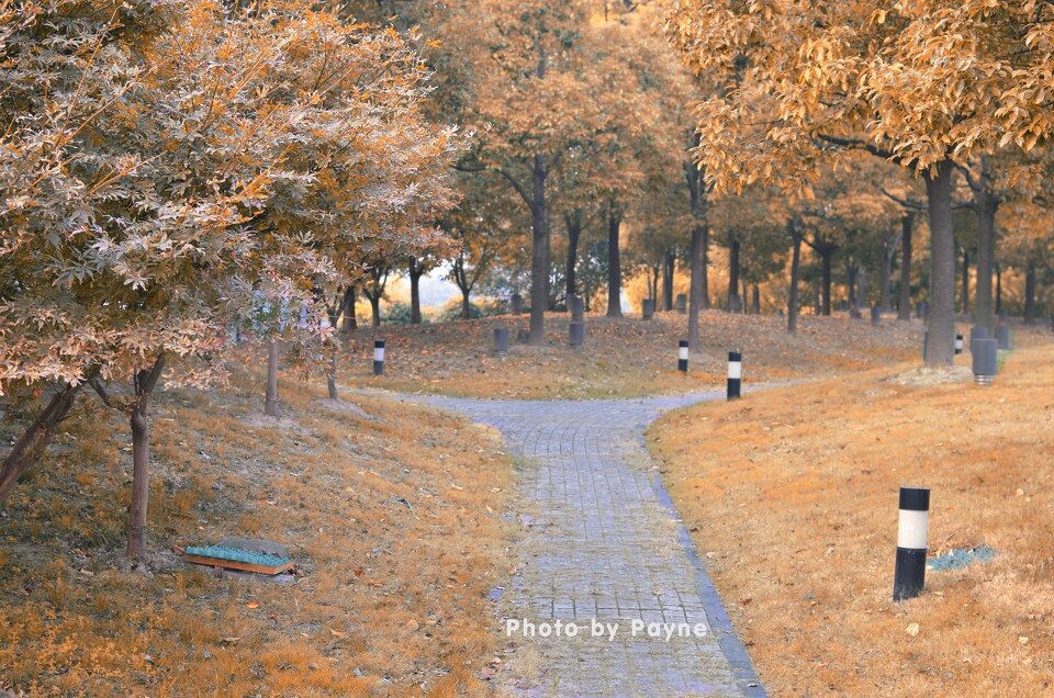DSC_0647_1<br />
上海也有秋天~~（其实是为了弥补在上海看不到大片金色秋天的遗憾特地PS成黄色的。。）