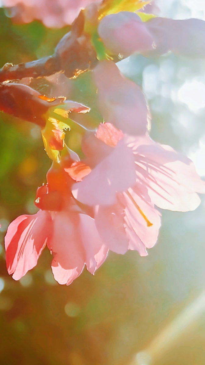 阳光下的樱花