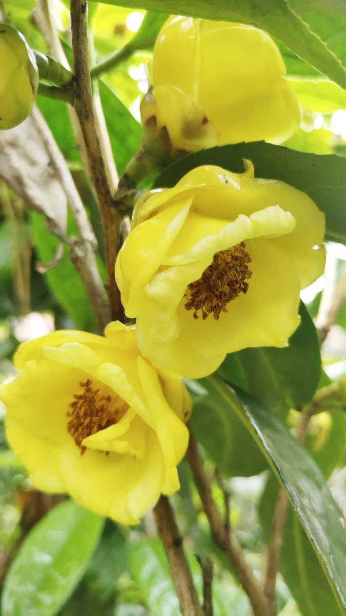 金茶花 - 广东心仪 - 图虫