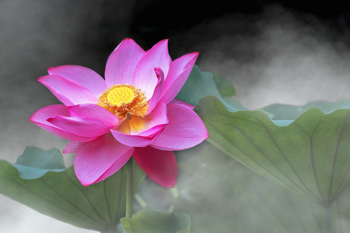 英文名称:lotus flower):属毛茛目,莲科,是莲属二种植物的通称.