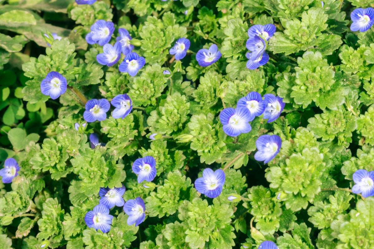 路边的野花阿拉伯婆婆纳