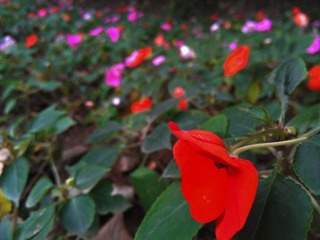 WP_000977.jpg