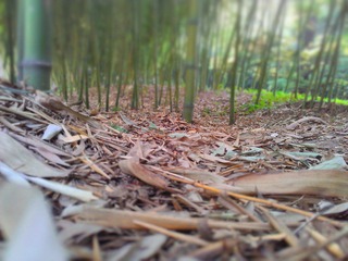 WP_001057_HZP.jpg