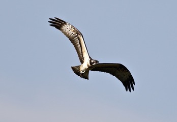 67807305-32DB-4FAF-B5C5-C5D66596E602/L0/001