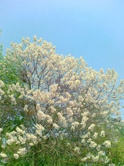 201204132924.jpg