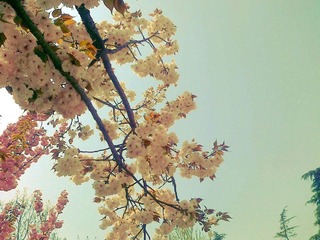 201204132933a.jpg