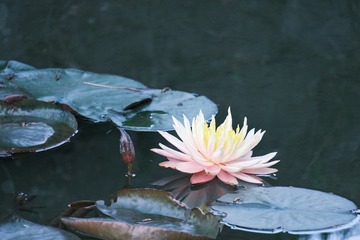 C766E511-6B68-468C-8A5C-CE00F5F2B8F7/L0/001