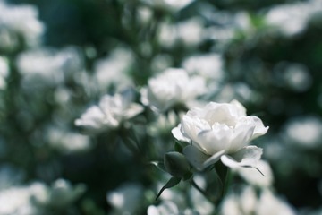 EE1C4E14-E249-4905-BEC0-088F4E334D55/L0/001